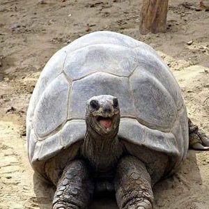 Meet your Posher, Joy lee